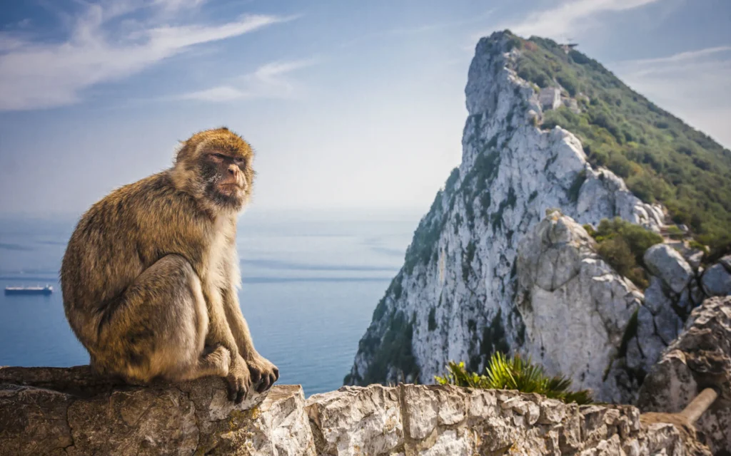 Ape sitting on the Rock, for the article things to do in Gibraltar